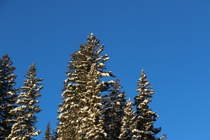 Fresh snow on the trees