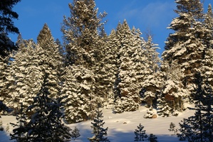 Fresh snow on the trees