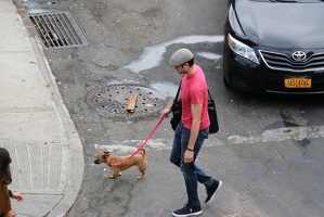 Dog walks man