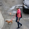 Dog walks man
