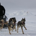 Musher bringing his dogs home on day two