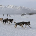 Musher bringing his dogs home on day two