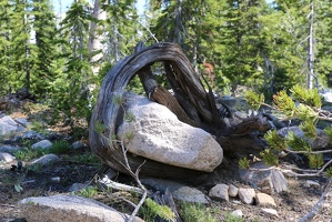Rock wrapped in tree