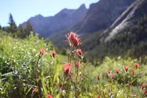 Indian Paintbrush with Elephant Perch in background