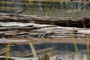 Dragon fly on log