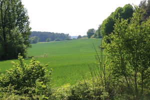 Field near Henley home