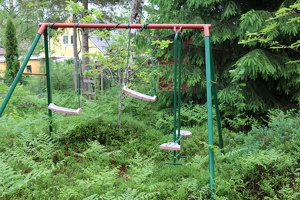 Tree swing in the trees and ferns