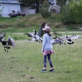 Setting the geese in flight at Stendorren