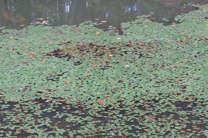 Green pads on the pond