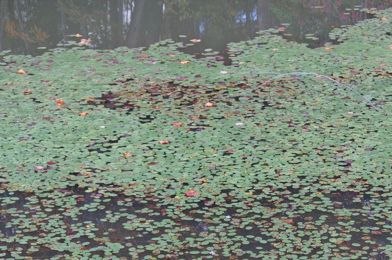 Green pads on the pond.jpg