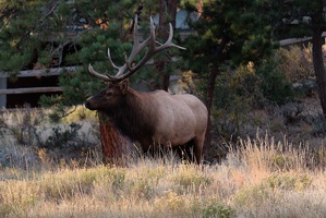 Male elk from deck