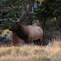 Male elk from deck